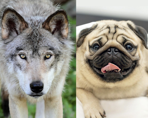 Dog and Wolf
